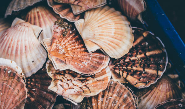 Coquille Saint-Jacques vivantes - Pêcheries le Levier