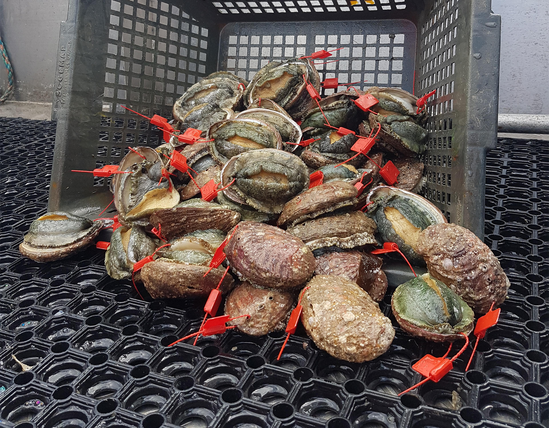 Ormeaux pêchés en Bretagne au large de Perros-Guirec