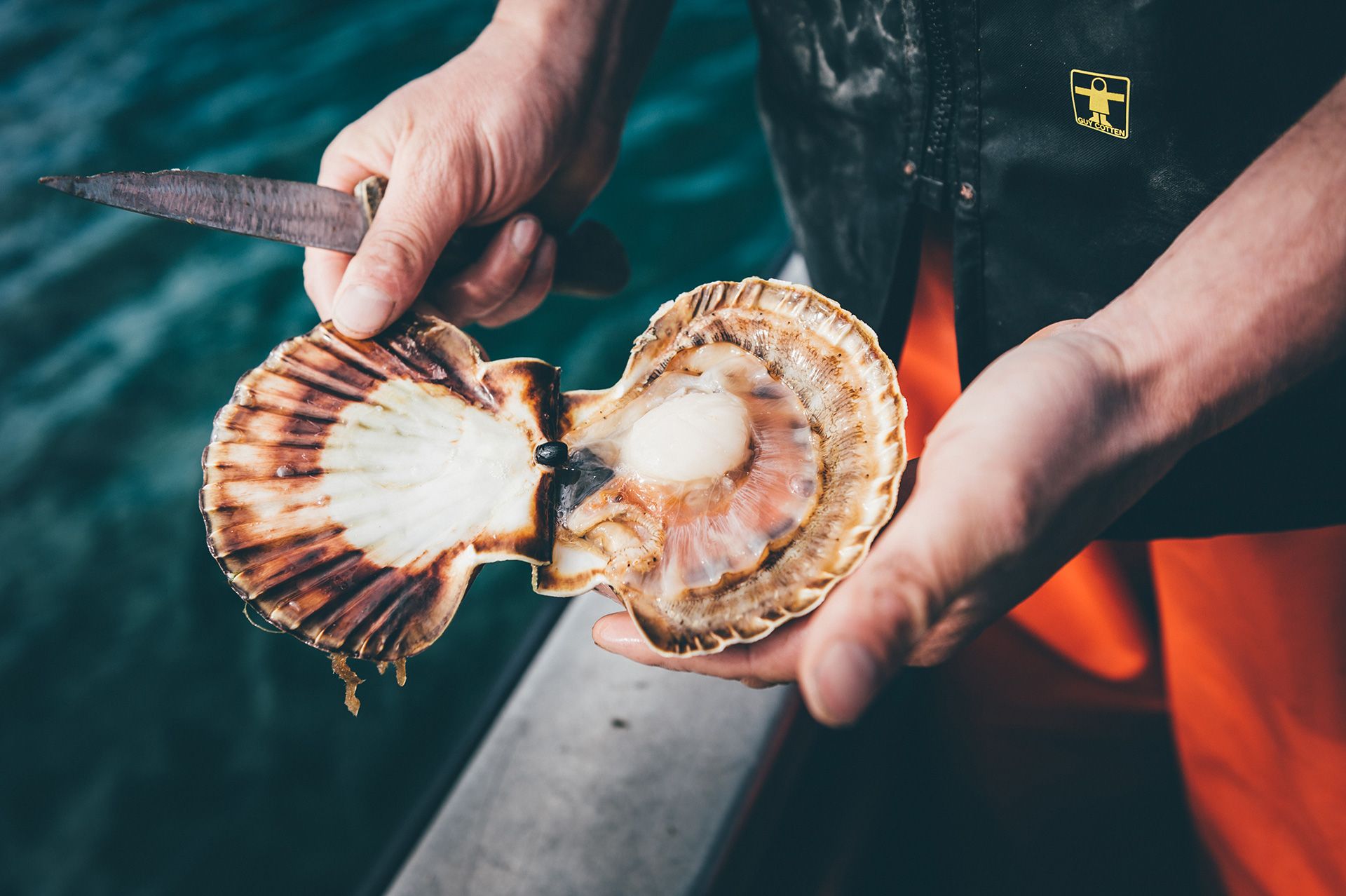 Coquille Saint-Jacques fraiche pêchée en plongée