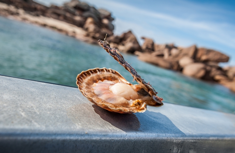 Coquille Saint-Jacques - Pêcheries le Levier