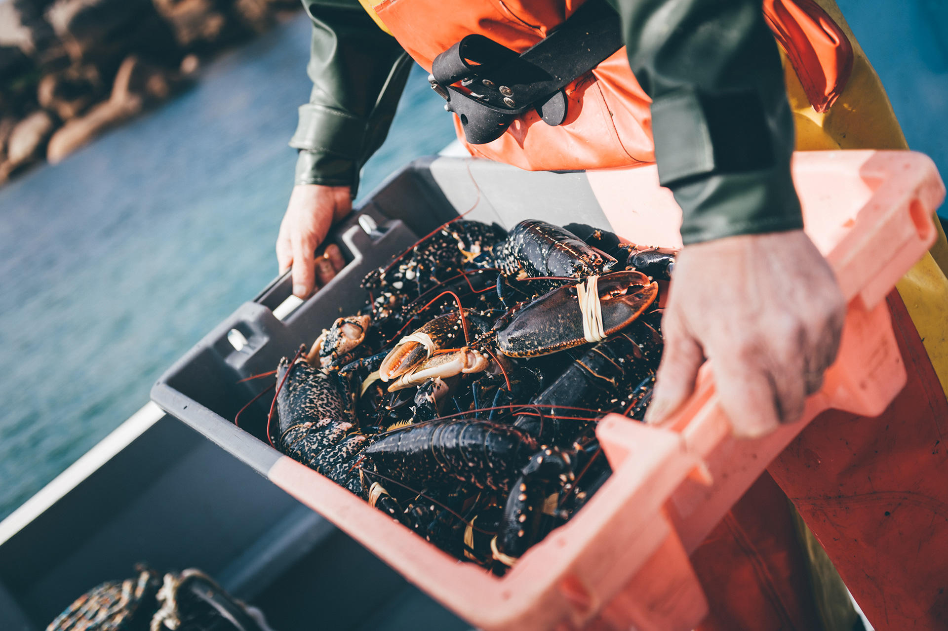 Homard breton pêché au casier